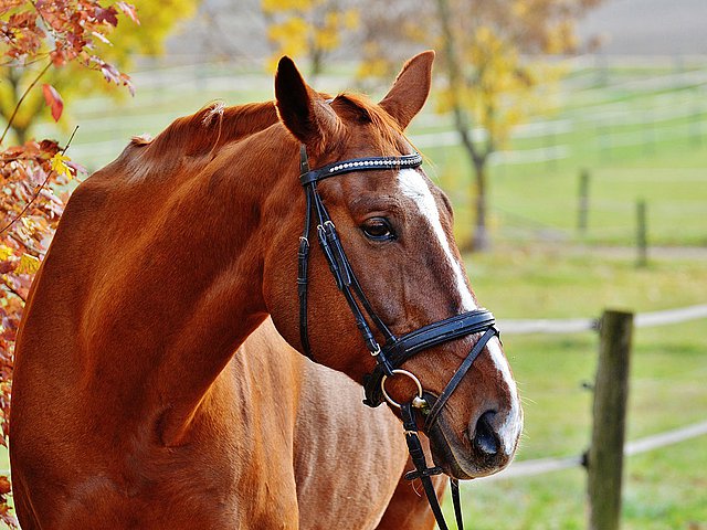 Reiten im Pustertal